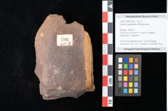 Foto (Objekt + Etikett) von Quercus palaeoilex Ettingshausen (NHMW-GEO-2024-0188-0796)